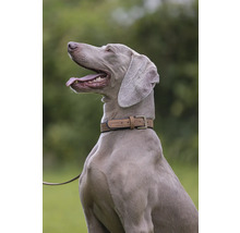 Weimaraner mit Halsband