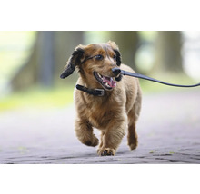 Hund mit Halsband und Leine im Freien