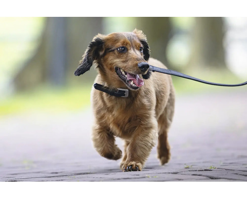 Hund an der Leine auf einem Spazierweg