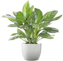 Chinesisches Schilf im Topf als Zimmerpflanze