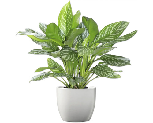 Chinesisches Schilf im Topf als Zimmerpflanze