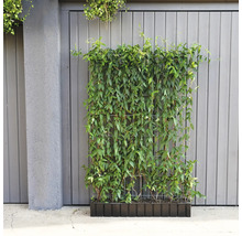 Im Bild ist eine Pflanzwand mit Kletterpflanzen auf einem Metallgitter in einem Pflanzkasten zu sehen.