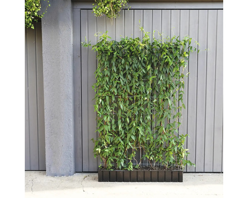 Im Bild ist eine Pflanzwand mit Kletterpflanzen auf einem Metallgitter in einem Pflanzkasten zu sehen.