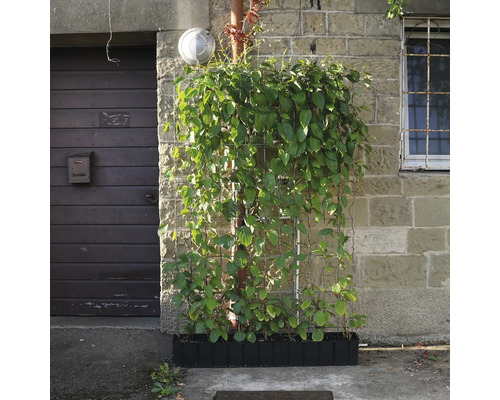 Außenaufnahme einer Kletterpflanze an einer Hauswand mit Rankhilfe