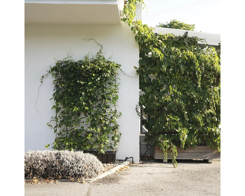 Fassadenbegrünung mit Kletterpflanzen an einem Haus