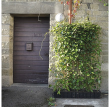 Hauswand mit Holztür, Briefkasten und bepflanzter Kletterhilfe