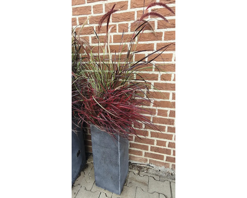 Ziergras im Pflanzgefäß vor einer Backsteinmauer