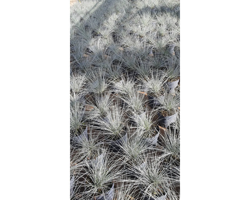 Viele Blauschwingel-Pflanzen in Töpfen