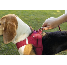 Hund mit Hundegeschirr