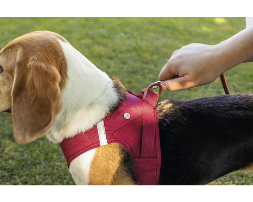 Hund mit Hundegeschirr