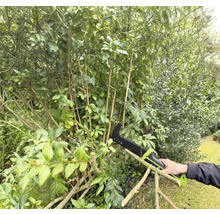 Eine Person benutzt eine Astsäge zum Beschneiden eines Busches im Garten.
