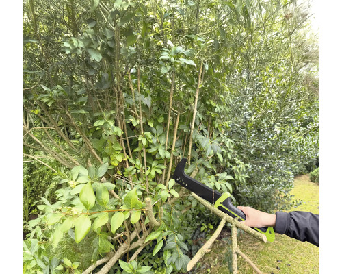 Eine Person benutzt eine Astsäge zum Beschneiden eines Busches im Garten.