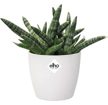 Sansevieria Pflanze im weißen Topf mit Elho Logo