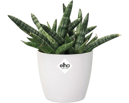Sansevieria Pflanze im weißen Topf mit Elho Logo