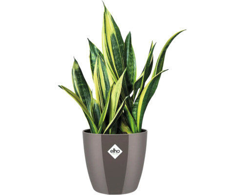 Sansevieria Zimmerpflanze im Topf mit Elho Logo