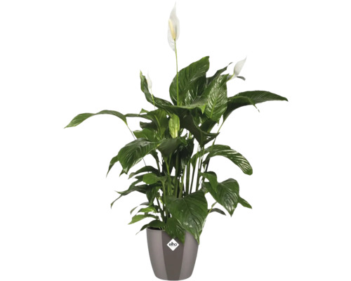 Einblatt Pflanze im Topf