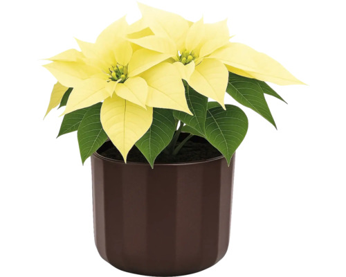 Weihnachtsstern mit gelben Hochblättern in einem Topf