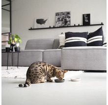 Eine Hauskatze frisst aus einem Futternapf in einem Wohnzimmer mit Sofa