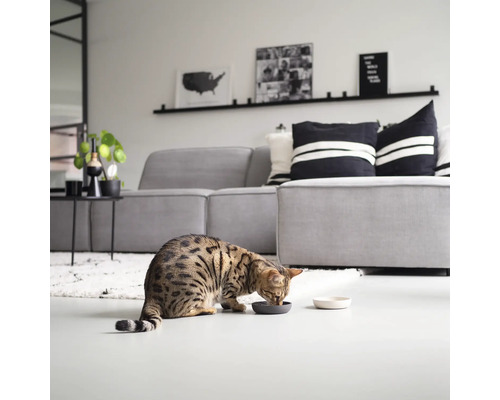 Eine Hauskatze frisst aus einem Futternapf in einem Wohnzimmer mit Sofa