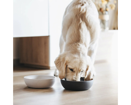 Ein Golden Retriever frisst aus einem Napf, neben ihm steht ein leerer Napf.