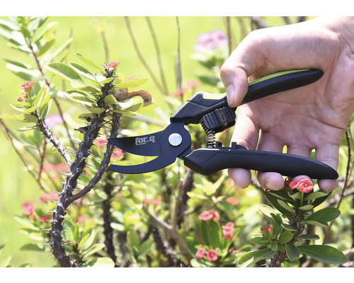 Gartenschere schneidet einen stacheligen Ast