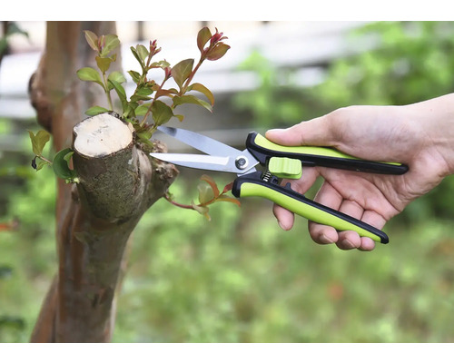 Gartenarbeit mit Gartenschere an einem Baum