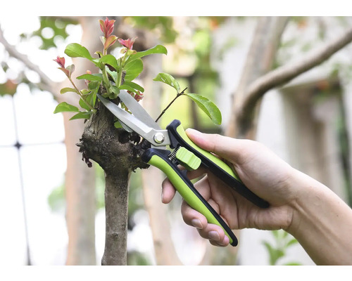 Gartenschere schneidet einen Ast