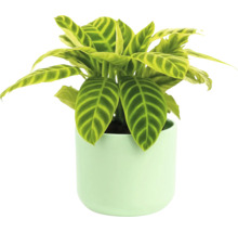 Zimmerpflanze Calathea in einem Topf