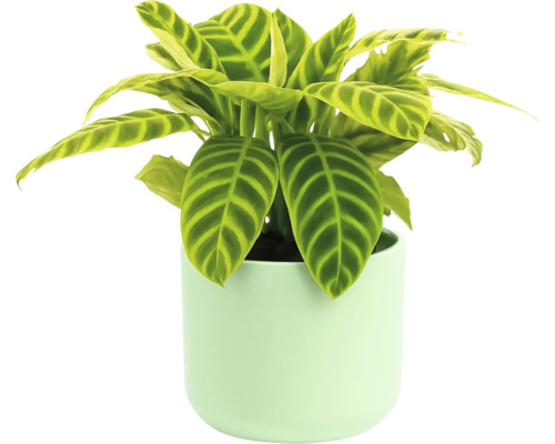 Zimmerpflanze Calathea in einem Topf