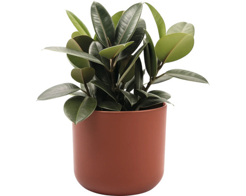 Gummibaum im Pflanzgefäß