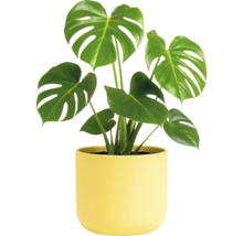Monstera Zimmerpflanze im Topf