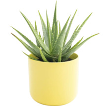Aloe Vera Pflanze in einem Topf