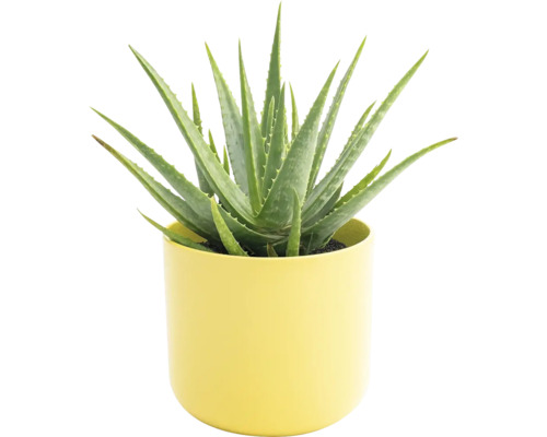 Aloe Vera Pflanze in einem Topf