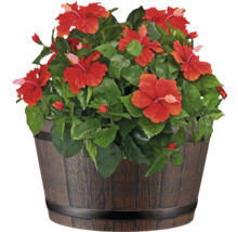 Hibiskus im Pflanzkübel