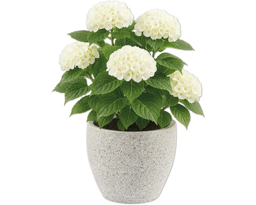 Hortensie mit weißen Blüten in einem Topf