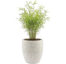 Bambus im Topf für den Innenbereich