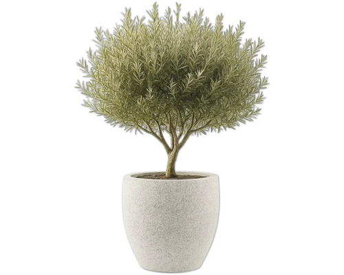 Olivenbaum im Topf als Zimmerpflanze