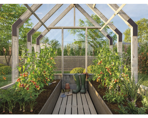 Gewächshaus mit Tomatenpflanzen, Gemüse und Gartengeräten