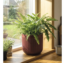 Zimmerpflanzen in einem Topf auf einer Fensterbank