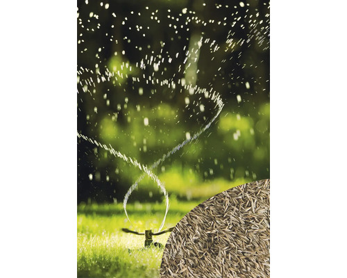 Rasensprenger bewässert Rasen mit Rasensamen