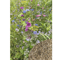 Blumenwiese mit verschiedenen Wildblumen und Grassamen