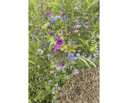Blumenwiese mit verschiedenen Wildblumen und Grassamen