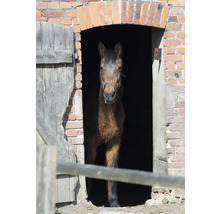 Pferd steht in einem Stall mit Ziegelmauerwerk