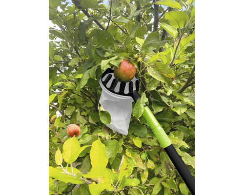 Apfelpflücker im Einsatz an einem Apfelbaum