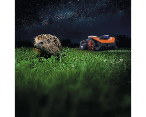 Ein Igel im Gras mit einem Rasenmähroboter im Hintergrund unter einem Sternenhimmel