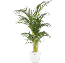 Areca Palme in einem weißen Topf