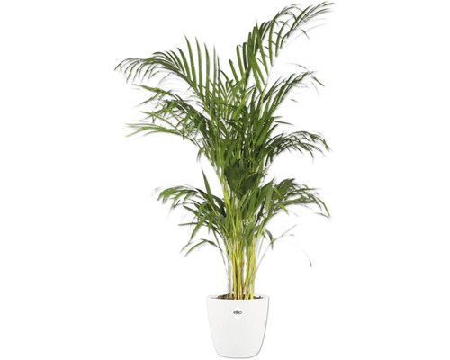 Areca Palme in einem weißen Topf