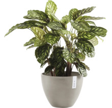Calathea Zimmerpflanze im grauen Ecopots Blumentopf mit gemusterten Blättern.