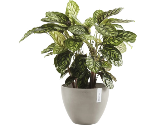 Calathea Zimmerpflanze im grauen Ecopots Blumentopf mit gemusterten Blättern.