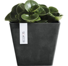 Quadratischer Blumentopf von Ecopots mit einer grünen Pflanze.